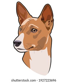 Basenji's dog looks away in the vector