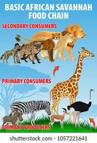 Basic african savannah food trophic chain. Grassland ecosystem energy flow. Vector illustration.