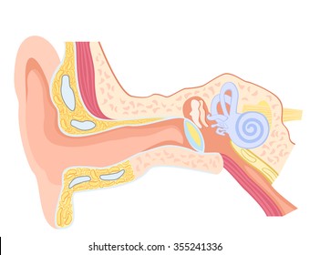 Basic anatomy of the human ear