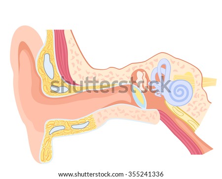 Basic Anatomy Human Ear Stock Vector (Royalty Free) 355241336