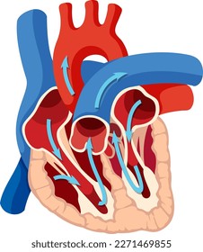 Basic anatomy of human heart illustration