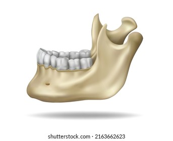 Basic anatomy and physiology, lower jaw with teeth, side view. Vector 3D illustration