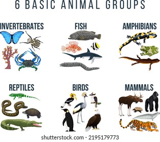 Basic animal groups and biological educational zoology scheme ( invertebrates, fish, amphibians, reptiles, birds, mammals) - Shutterstock ID 2195179773