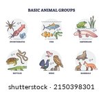 Basic animal groups and biological nature categories division outline diagram. Labeled educational zoology scheme with invertebrates, fish, amphibians, reptiles, birds and mammals vector illustration.