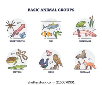 Basic animal groups and biological nature categories division outline diagram. Labeled educational zoology scheme with invertebrates, fish, amphibians, reptiles, birds and mammals vector illustration. - Shutterstock ID 2150398301