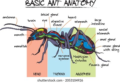 Ilustración de estilo vectorial de estructura interna y externa anatómica básica Ant - infografía. 