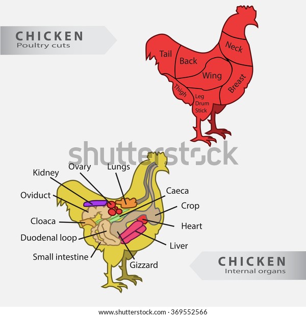 基本的な鶏の内臓と切り取り図のベクター画像 のベクター画像素材 ロイヤリティフリー