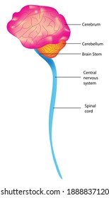 Basic components of the central nervous system (Parts of the Nervous System) 