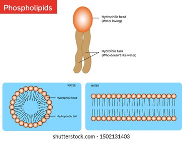 Basic Components Of Living Things Phospholipids And Hydrophilic