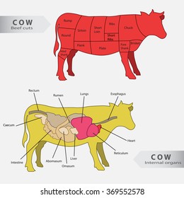 Basic cow internal organs and beef cuts chart vector