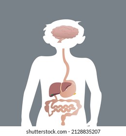 basic diagram of child's digestive organs