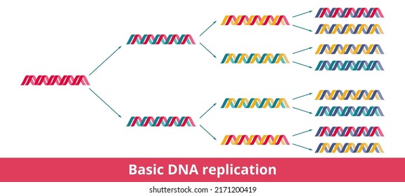 Basic DNA replication. Visualization of semiconservative DNA replication, when each daughter DNA double helix is composed of one conserved strand and one newly synthesized strand.