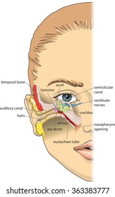 Basic Ear Anatomy