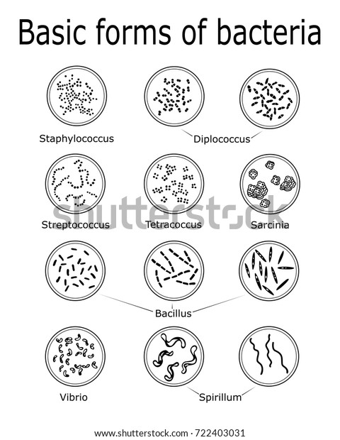 Basic Forms Bacteria Such Monococcus Diplococcus Stock Vector (Royalty ...