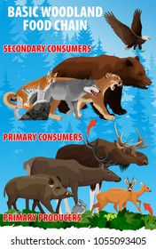 Basic green forest woodland food trophic chain. Forest ecosystem energy flow. Vector illustration.