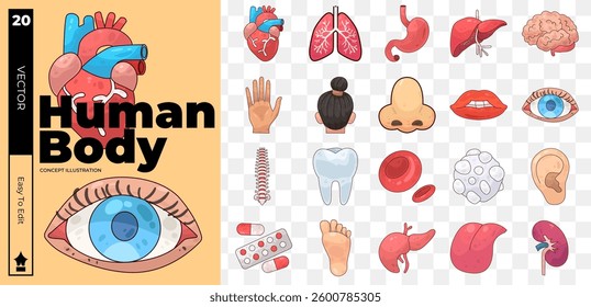 Basic human body concept illustrations. Set of human body vector illustrations