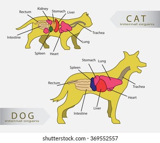 Basic internal organs of cat and dog vector
