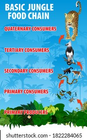 Basic jungle rianforest food trophic chain. Tropical ecosystem energy flow. Vector illustration.