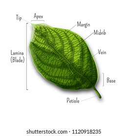 Basic leaf parts, external structure infographics isolated on white background. Plants morphology, education for kids. Ecology, natural science. Cartoon style vector illustration.