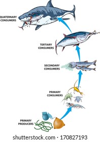 Basic marine food chain.