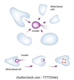 Basic Mechanism Of The Immune System. White Blood Cell Eating Bacteria, Vector Medical Illustration