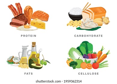 Basic nutrition group for daily energy. The Ratio consumption balanced diet with the body. 