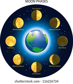 Basic phases of the moon - vector illustration.