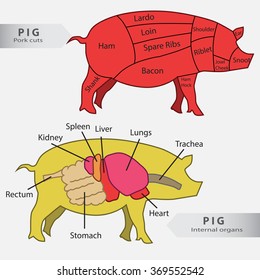 Basic  pig internal organs and cuts chart vector