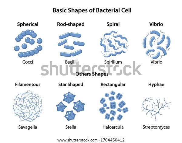 Basic shapes and\
arrangements of bacteria. Microbiology. Types of shapes: spherical,\
rod-shaped and spiral. Vector illustration in flat style isolated\
over white background