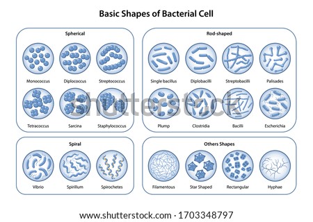 Basic shapes and arrangements of bacteria. Morphology. Microbiology. Types of shapes: spherical, rod-shaped and spiral. Bacteria in magnifying glass. Vector illustration in flat style  Stock photo © 