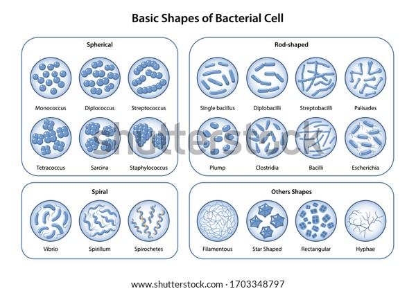 Basic shapes and arrangements of bacteria. Morphology.\
Microbiology. Types of shapes: spherical, rod-shaped and spiral.\
Bacteria in magnifying glass. Vector illustration in flat style\
