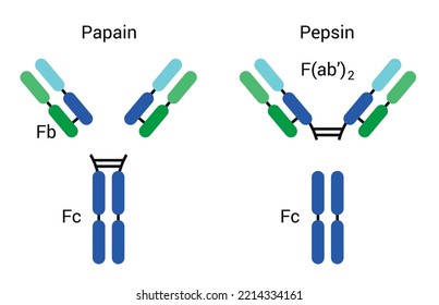 The Basic structure of antibodies, biology Chart. The variable fragment 
Fab: fragment antigen-binding domain; Fc: Fragment crystallized domain.