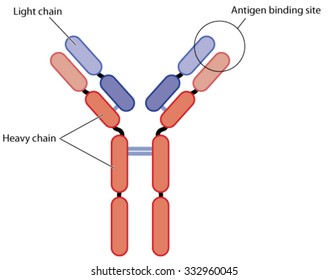 Basic Structure Of An Antibody, Showing The Light And Heavy Chains Plus The Antigen Binding Site.