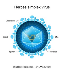 Estructura básica del virus Herpes Simplex para HSV-1 y HSV-2. Cierre de una anatomía de Virion. magnificado del alphaherpesvirus humano. Diagrama de vector