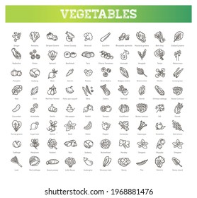 Basic vegetables thin line icon set