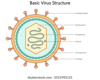 basic virus structure with labeled components, envelope protein, nucleocapsid, viral genome, enzyme, and viral tegument diagram hand drawn vector illustration. Medical science educational illustration