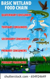 labeled wetland food web