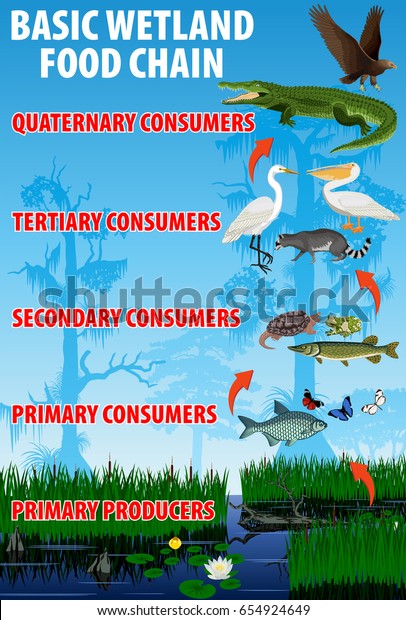 Basic wetland food\
trophic chain. Tropical wetland everglades ecosystem energy flow.\
Vector illustration.