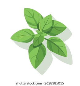 basil 2D flat vector illustration icon, isolated on a white background.