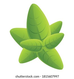 Basil agriculture icon. Cartoon of basil agriculture vector icon for web design isolated on white background