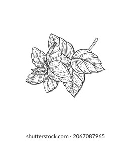 Basil aromatic herb leaves, hand drawn engraving style vector illustration isolated on white background. Perfumery oils and food aromatic herb ingredient.