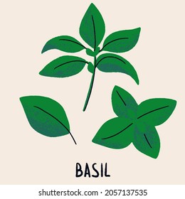 Basil branch and leaves. Herb isolated vector illustration in hand drawn flat style. Food magazine illustration