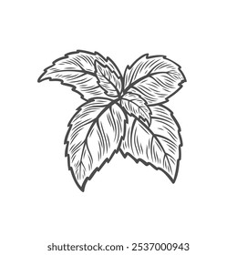 Rama de albahaca en estilo de dibujo de línea. Hojas de albahaca en estilo grabado.