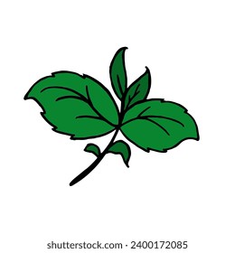 Basil branch for restaurant menus Vector  hand drawn