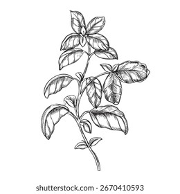Basil branch Vector illustration. Hand drawn black and white sketch of Culinary Herbs leaves, spicy ingredient isolated on a background. For label, product packaging, stickers or menu design.