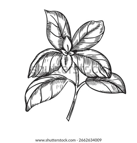 Basil branch Vector illustration. Hand drawn black and white sketch of Culinary Herbs leaves, spicy ingredient isolated on a background. For label, product packaging, stickers or menu design.