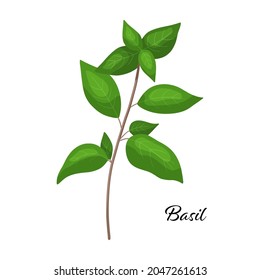 Basil branch. Vector illustration spicy herb is isolated on white background.