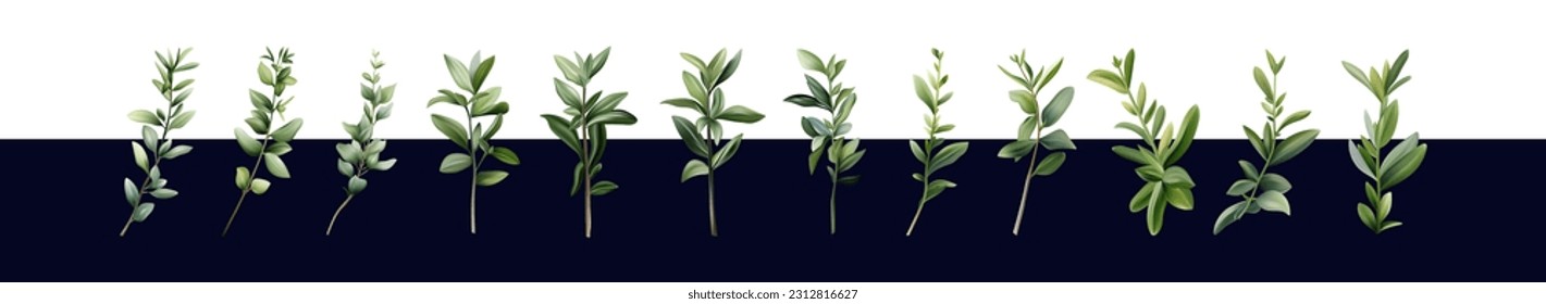 Basil branches 3d. Green stem with leaves. Different branches of a fragrant plant. A bush of fresh basil. An ingredient for cooking and decorating food, garden herbs. Set of isolated vector elements.