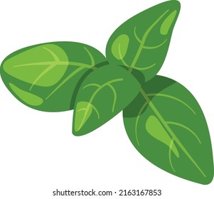 Basil Cartoon Icon. Green Leaves Aroma Seasoning