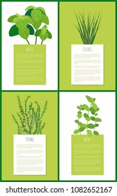 Basil chives thyme and mint aroma spices plants vector illustration with fresh flavor herbs, tasty ingredients set herbal flower for cooking meal condiments